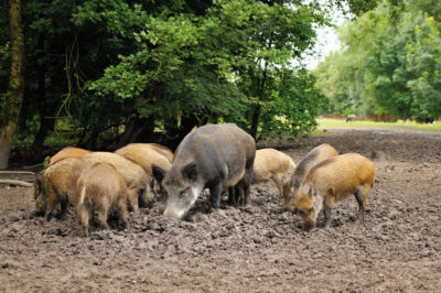 11_Wildschweine_Jagdinitiative