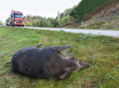 7_Wildschweinunfall_Jagdinitiative