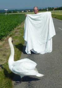 Schwan_01
