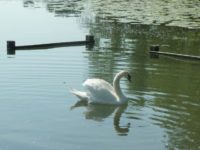 Schwan_03